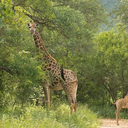 Cape Vulture Conservancy Hoedspruit Exterior foto